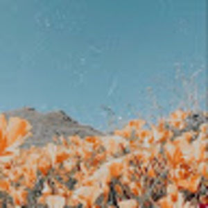 Meet your Posher, Tawni